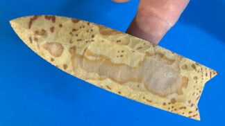 Painted Buffalo Clovis Point