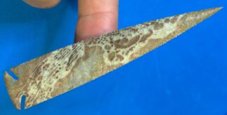 Painted Buffalo Cornernotch Screamer